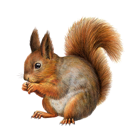 Wiewiórka